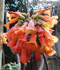 Bryophyllum delagoense, Kalanchoe delagoensis, Kalanchoe tubiflora, Bryophyllum tubiflorum, Bryophyllum verticillatum, Chandelier plant

Click to see full-size image