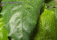 Calathea musaica, Network Calathea

Click to see full-size image
