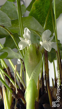 Calathea musaica, Network Calathea

Click to see full-size image