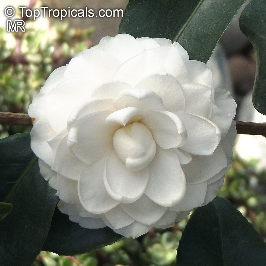 Camellia_japonica0652.jpg
