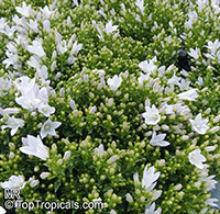 Campanula sp., Bellflower

Click to see full-size image