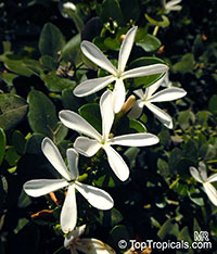 Carissa macrocarpa, Carissa grandiflora, Natal Plum

Click to see full-size image