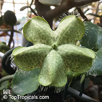 Ceropegia sandersonii, Parachute Plant, Umbrella Flower

Click to see full-size image