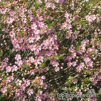 Chamelaucium uncinatum, Darwinia uncinata, Geraldton Waxflower

Click to see full-size image