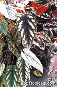 Cissus discolor, Vitis discolor, Rex Begonia Vine, Painted Cissus, Tapestry Vine 

Click to see full-size image