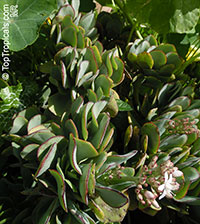 Crassula arborescens, Silver Dollar Plant

Click to see full-size image