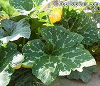 Cucurbita pepo, Pumpkin, Scallop, Zucchini, Ornamental gourds

Click to see full-size image