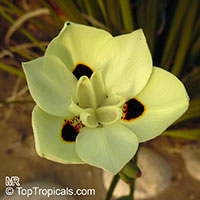 Dietes bicolor, Moraea bicolor, Evergreen Iris, Spanish Iris, African Iris

Click to see full-size image