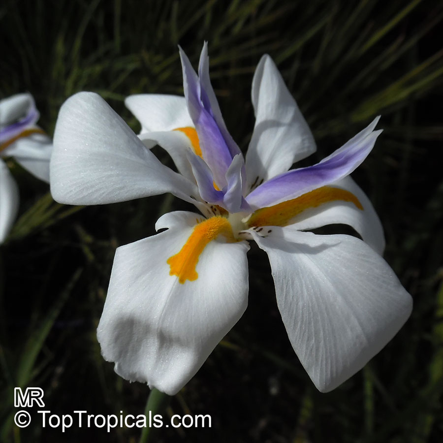 Wild or Fairy Iris Fortnight Lily Seeds Dietes grandiflora -30 Seeds Per Pack 