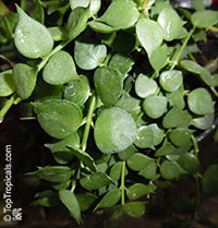 Dischidia ruscifolia, Million Hearts

Click to see full-size image