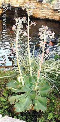 Echeveria sp., Echeveria

Click to see full-size image