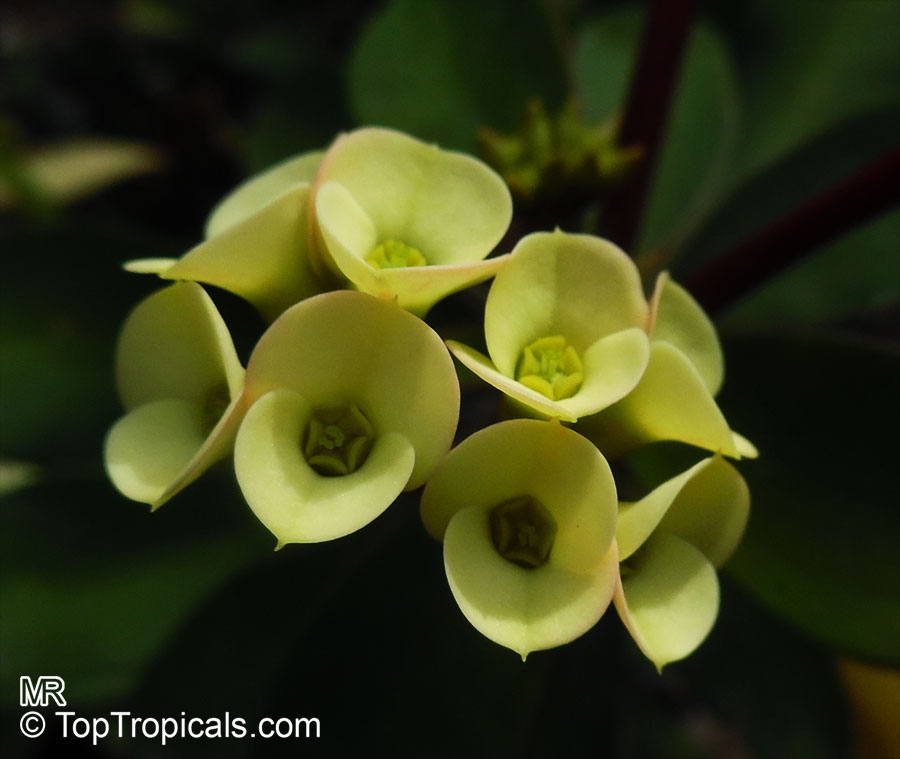 Euphorbia milii, Crown of thorns