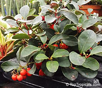 Gaultheria procumbens, Eastern Teaberry, Checkerberry, Boxberry, American Wintergreen

Click to see full-size image