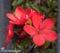 Jatropha integerrima, Jatropha pandurata, Spicy Jatropha, Coral Plant, Peregrina, Physic Nut

Click to see full-size image