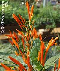 Justicia spicigera, Jacobinia spicigera, Justicia sidicaro, Mexican Honeysuckle, Orange Plume Flower

Click to see full-size image