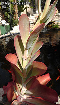 Kalanchoe luciae, Paddle Leaf, Flapjacks, Desert Cabbage

Click to see full-size image