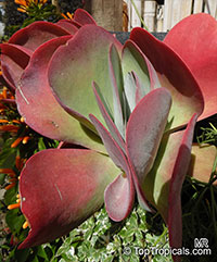 Kalanchoe luciae, Paddle Leaf, Flapjacks, Desert Cabbage

Click to see full-size image