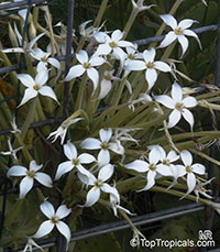 Kalanchoe marmorata, Kalanchoe grandiflora, Penwiper Plant

Click to see full-size image