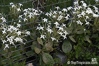 Kalanchoe marmorata, Kalanchoe grandiflora, Penwiper Plant

Click to see full-size image