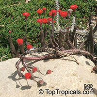 Kleinia stapeliiformis, Senecio stapeliiformis, Pickle Plant

Click to see full-size image