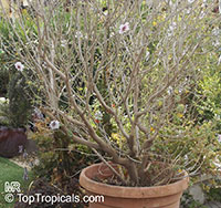 Lavatera maritima, Tree Mallow 

Click to see full-size image
