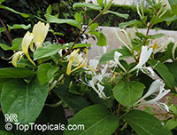 Lonicera japonica, Japanese Honeysuckle, Halls honeysuckle

Click to see full-size image