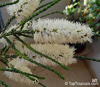 Melaleuca huegelii, Chenille Honey-myrtle

Click to see full-size image
