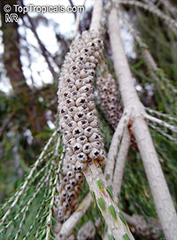 Melaleuca huegelii, Chenille Honey-myrtle

Click to see full-size image