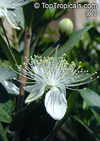 Myrtus communis, True Myrtle

Click to see full-size image