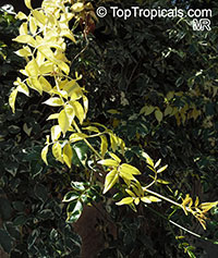 Pandorea jasminoides, Bignonia jasminoides, Tecoma jasminoides, Pandora vine, Bower vine, Southern Bell

Click to see full-size image