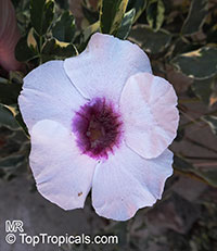Pandorea jasminoides, Bignonia jasminoides, Tecoma jasminoides, Pandora vine, Bower vine, Southern Bell

Click to see full-size image