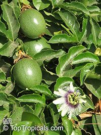 Passiflora edulis, Passion Fruit, Parcha, Maracuya, Granadilla

Click to see full-size image