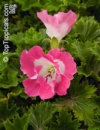 Pelargonium sp., Pelargonia, Geranium

Click to see full-size image