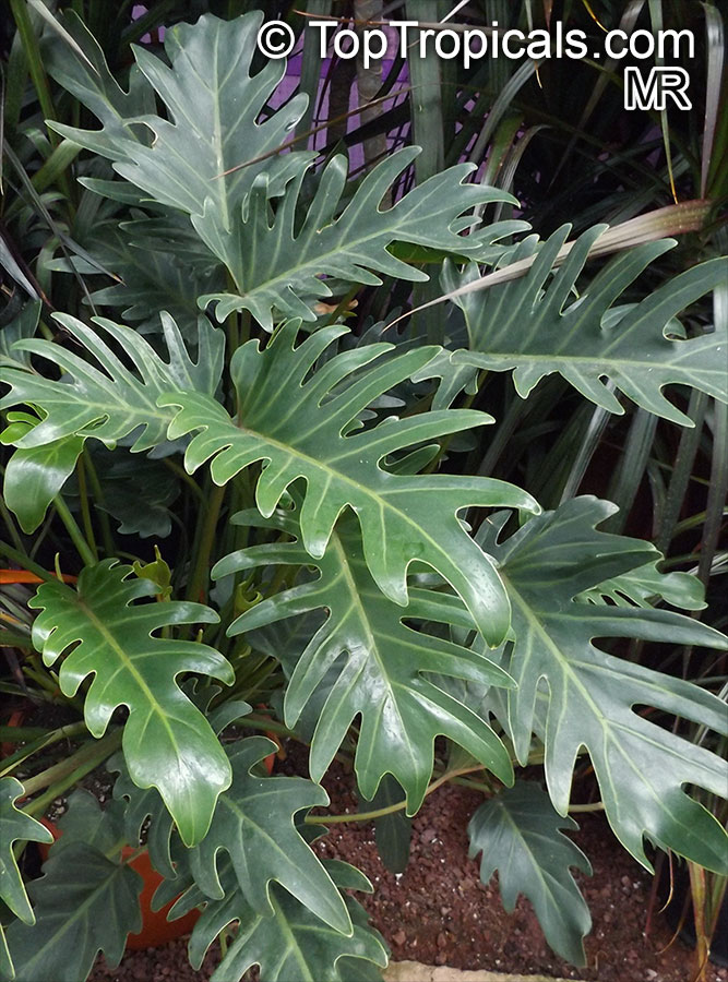 Philodendron xanadu, Philodendron