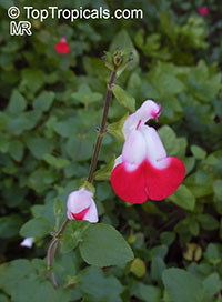 Salvia microphylla Hot Lips, Salvia Hot Lips, Hot Lips Littleleaf Sage

Click to see full-size image