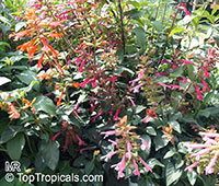 Salvia sp., Garden Sage

Click to see full-size image