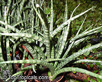 Sansevieria sp., Mother-in-law&apos;s Tongue, Devil&apos;s Tongue, Jinn&apos;s Tongue, Bow String Hemp, Snake Plant