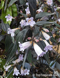 Strobilanthes anisophyllus, Strobilanthes

Click to see full-size image