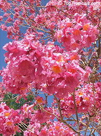 Tabebuia impetiginosa - Dwarf Pink Tabebuia

Click to see full-size image