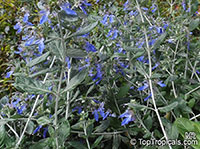 Teucrium fruticans, Tree Germander

Click to see full-size image