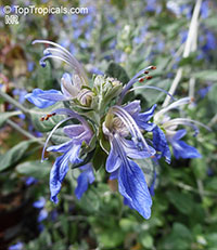 Teucrium fruticans, Tree Germander

Click to see full-size image