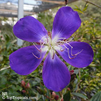 Tibouchina sp., Princess Flower, Glory Bush

Click to see full-size image