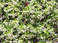 Trachelospermum jasminoides, Confederate Jasmine, Star Jasmine

Click to see full-size image