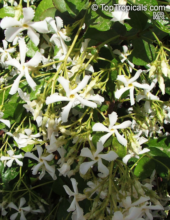 Trachelospermum jasminoides, Confederate Jasmine, Star Jasmine