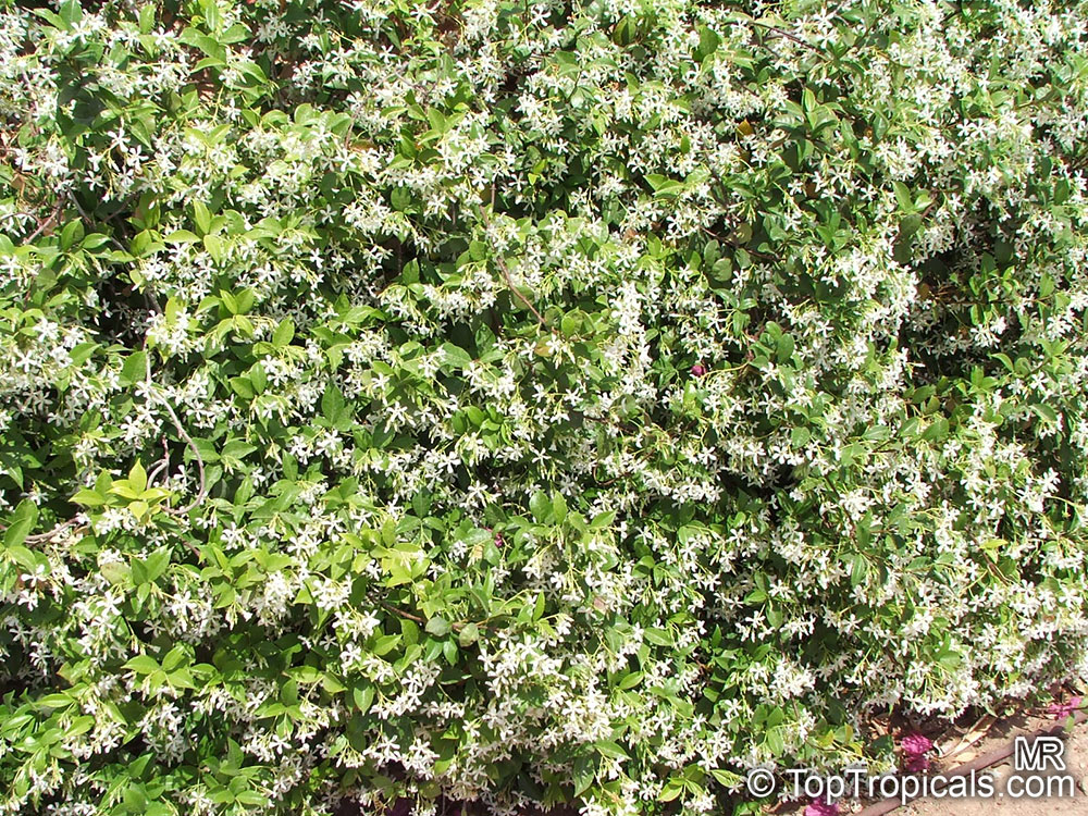 Trachelospermum jasminoides - Confederate Jasmine