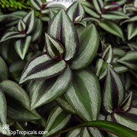 Tradescantia zebrina, Zebrina pendula, Wandering Jew

Click to see full-size image
