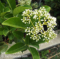 Viburnum odoratissimum, Sweet Viburnum

Click to see full-size image