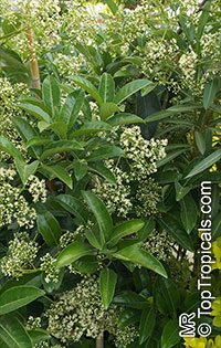 Viburnum odoratissimum, Sweet Viburnum

Click to see full-size image