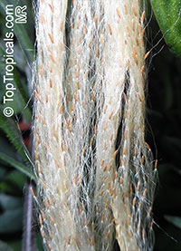 Aeschynanthus longicaulis, Aeschynanthus marmoratus, Zebra Basket Vine

Click to see full-size image