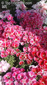 Clarkia amoena, Godetia amoena, Farewell-to-Spring, Godetia, Atlasflower

Click to see full-size image